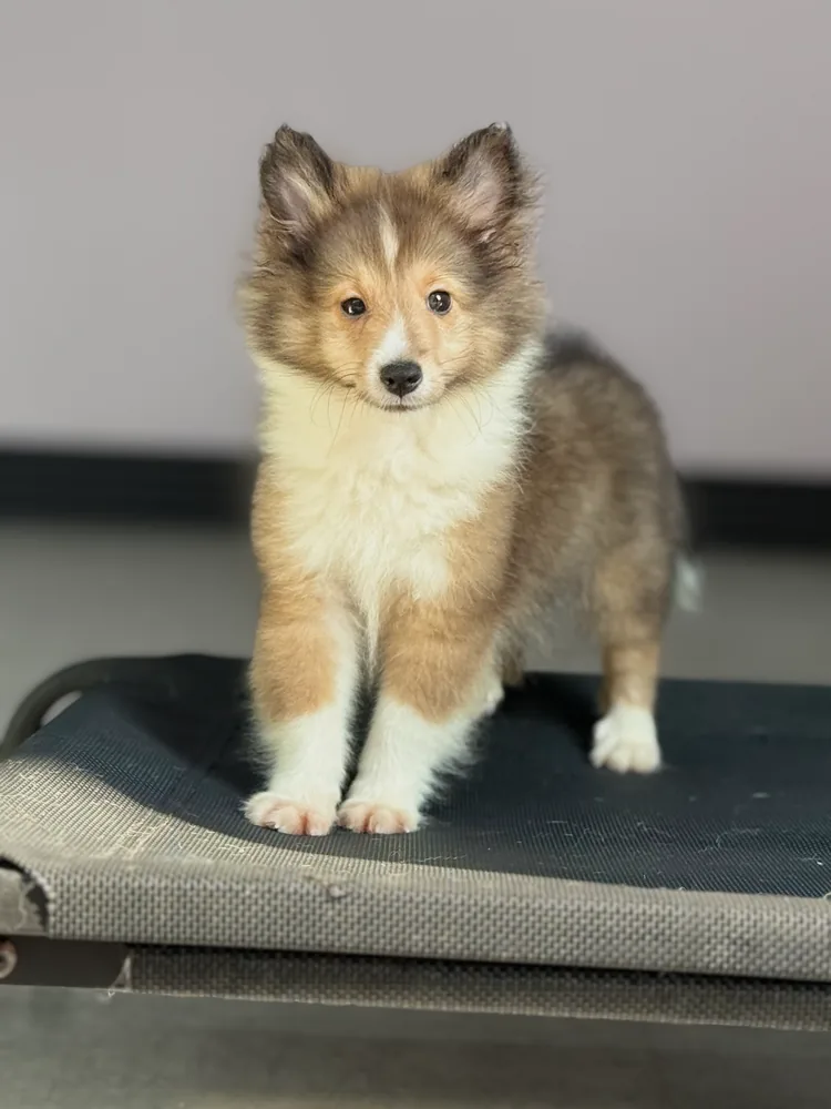 Teddy (found  his forever home)