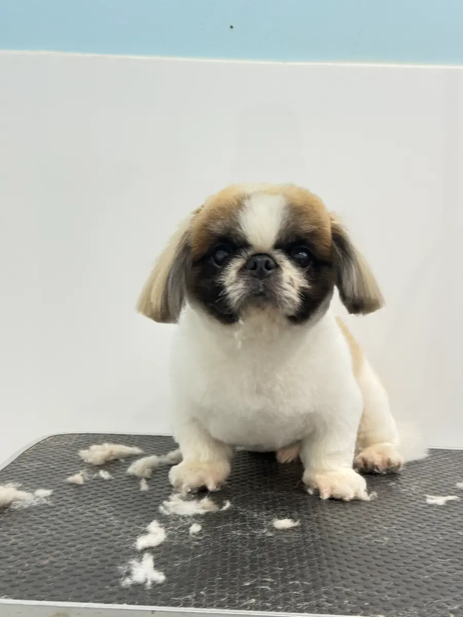 Grooming thumbnail 7