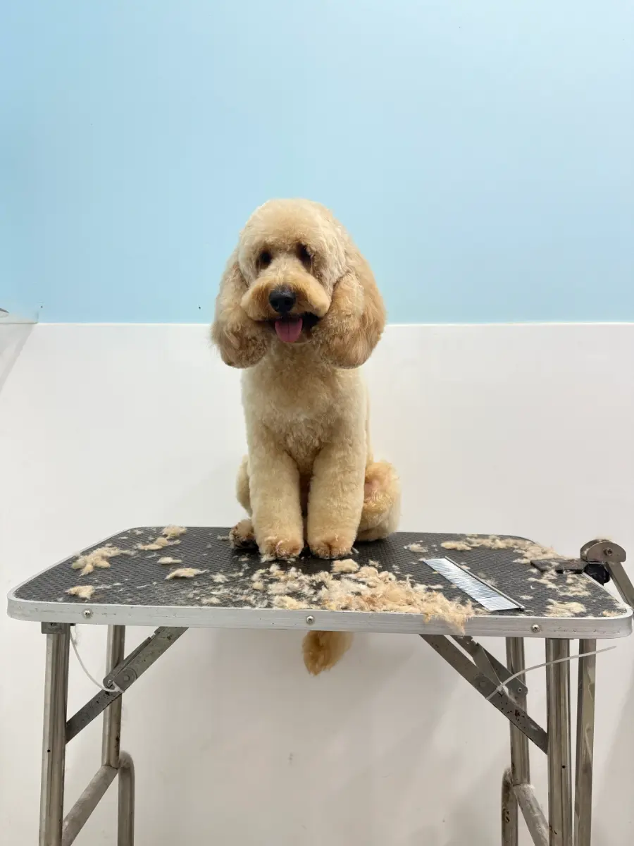 Grooming thumbnail 9