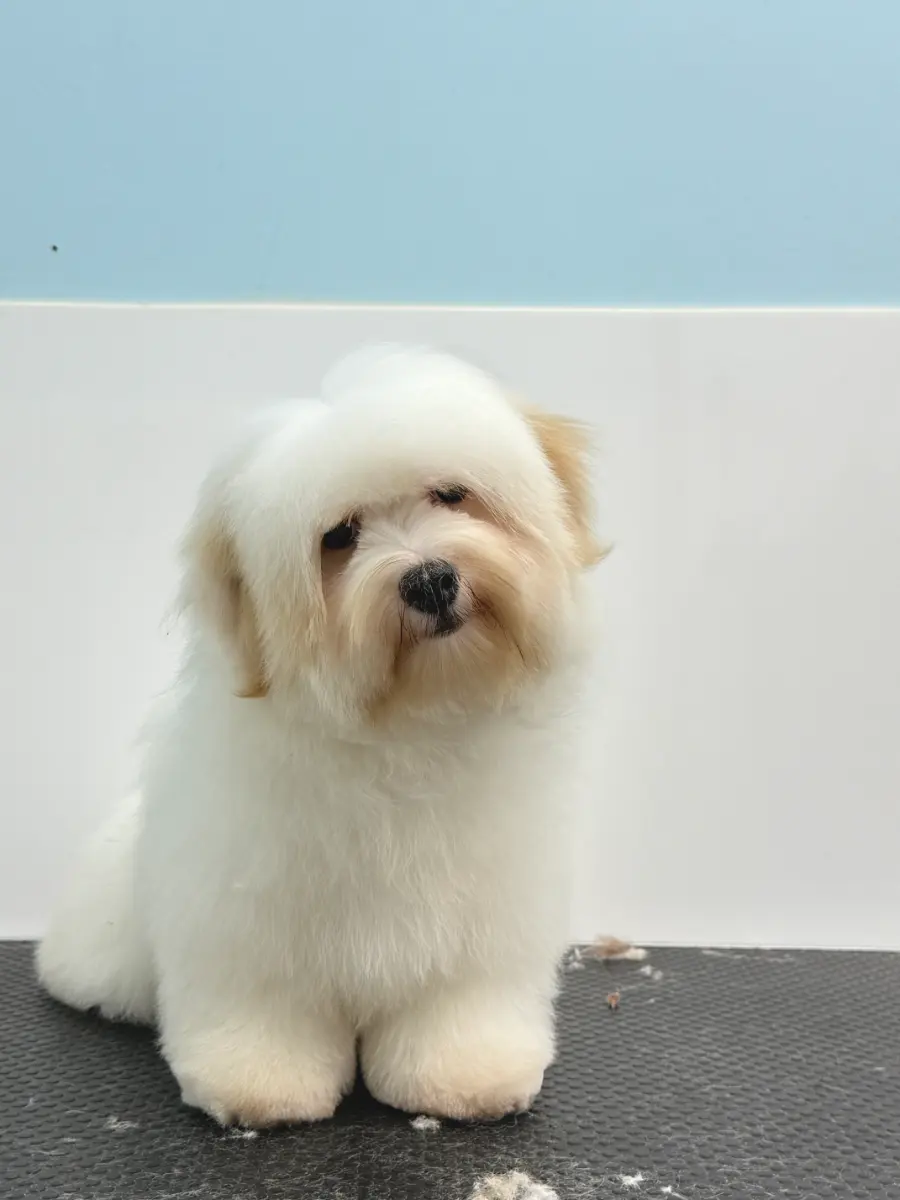 Grooming thumbnail 11
