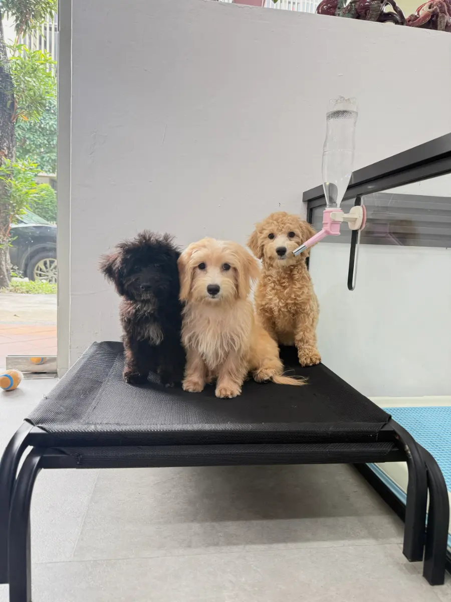 Mochi , Lumi & Nori