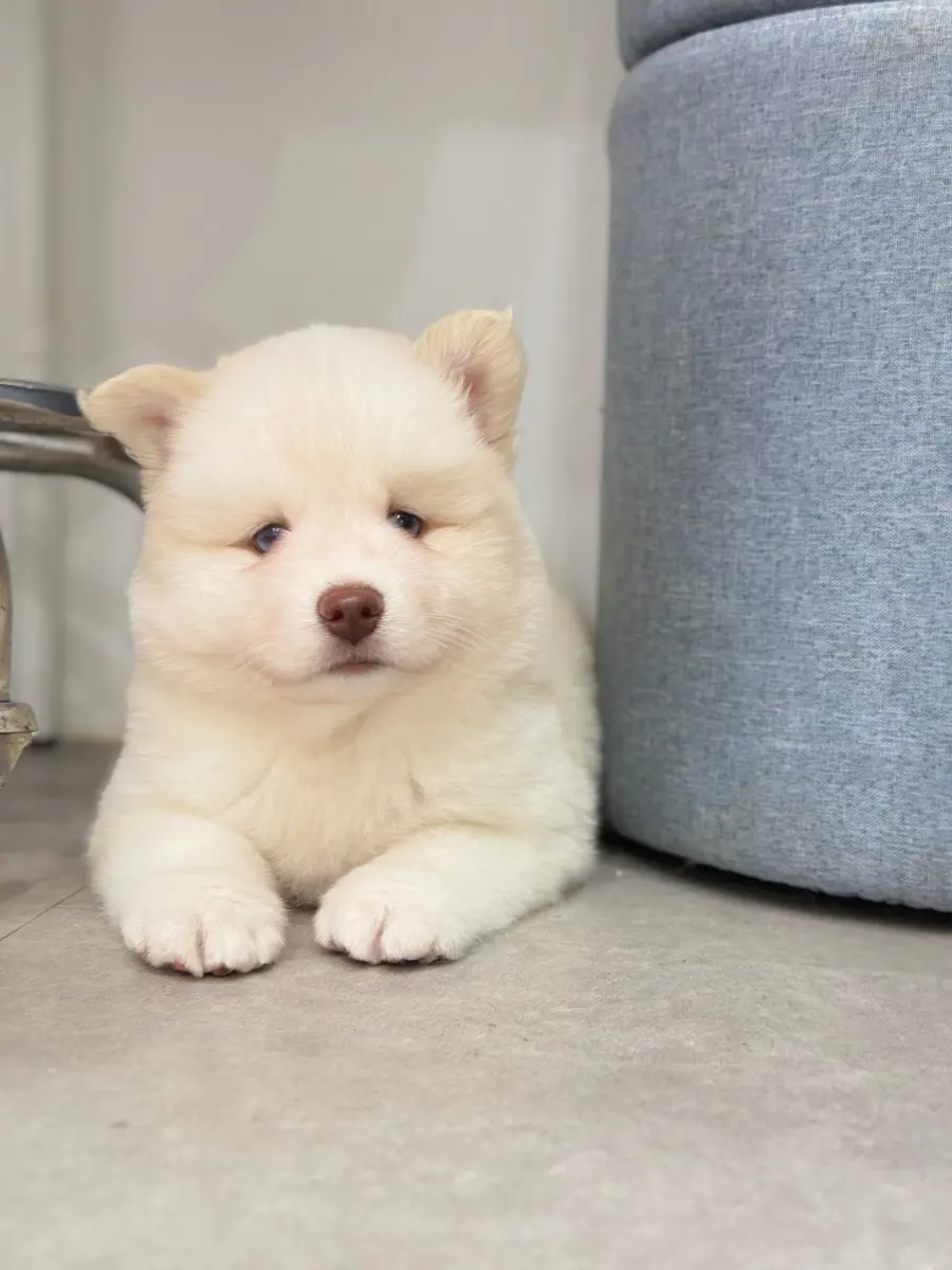 lumi (found her forever home)