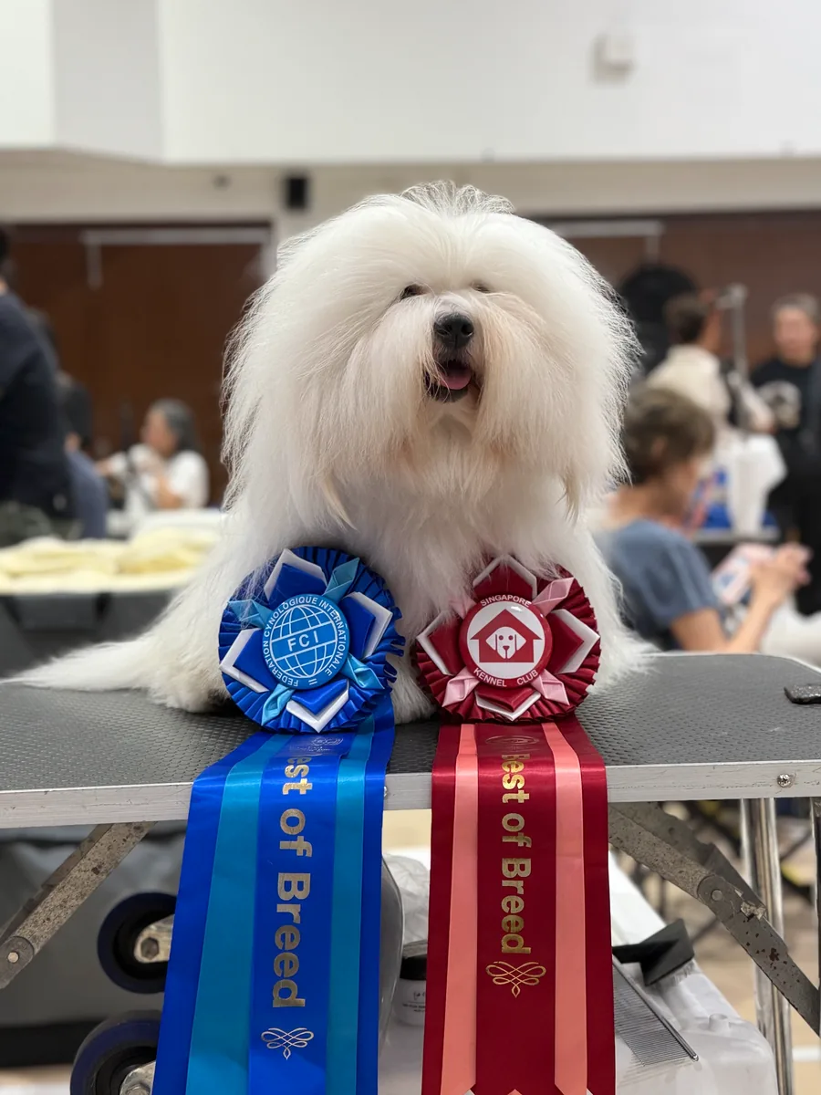 Prestige Paws Heritage